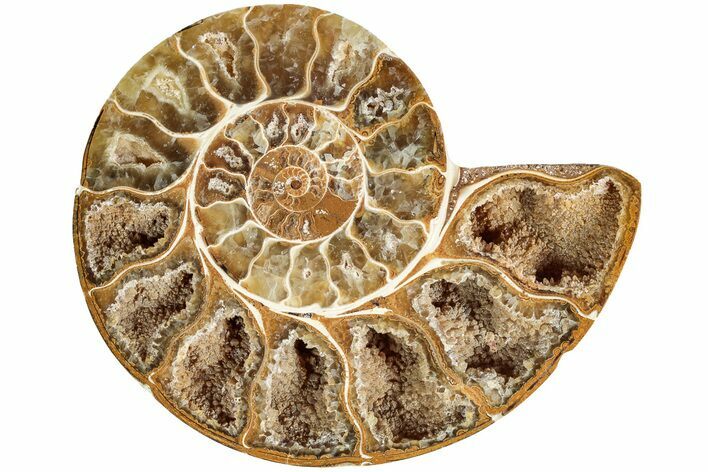 Jurassic Cut & Polished Ammonite Fossil (Half)- Madagascar #215990